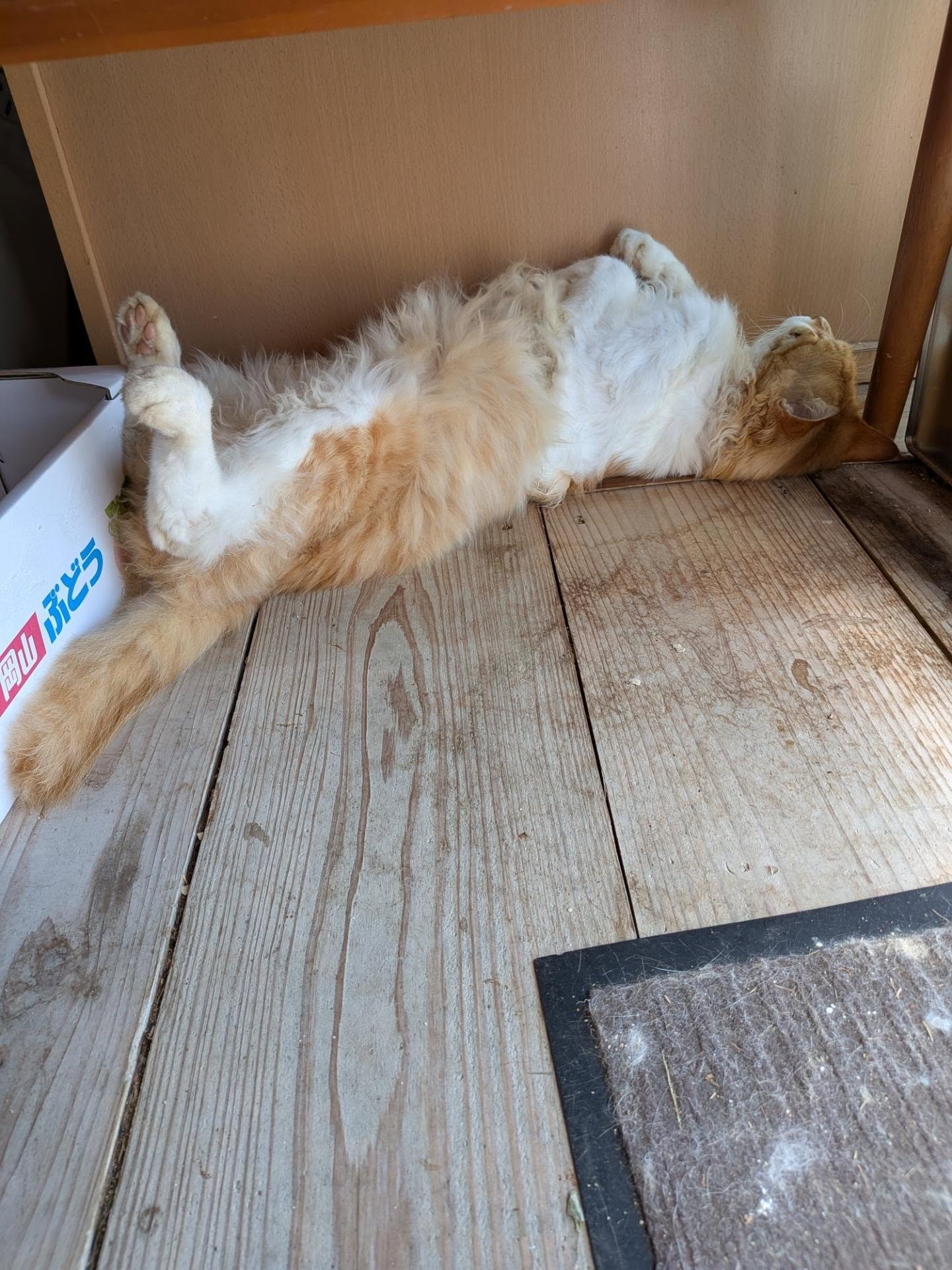 看板猫ぷー、仰向け昼寝で背筋ピーン！今日もマイペースです😺