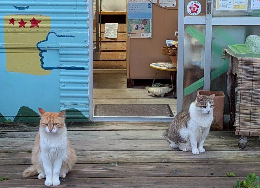 店先に座る看板猫たち