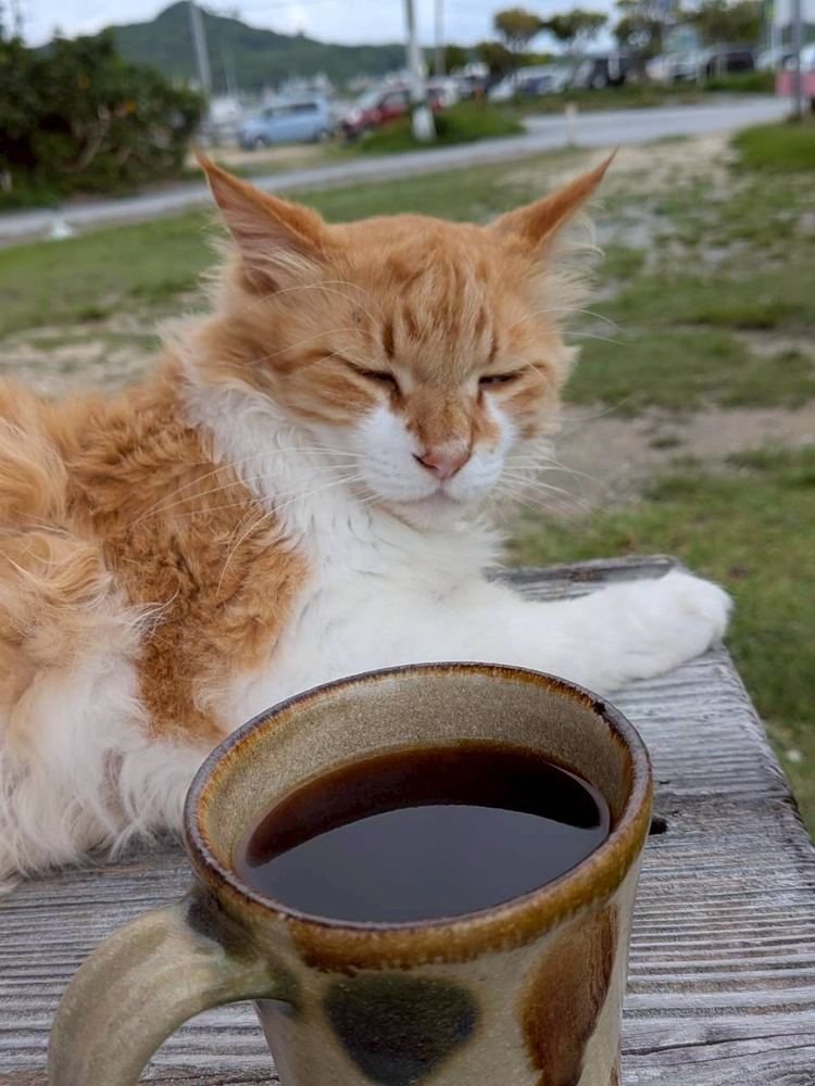 コーヒーと、ぷー