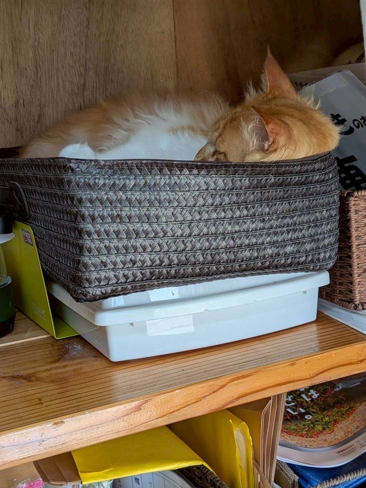 かごの中がお気に入り