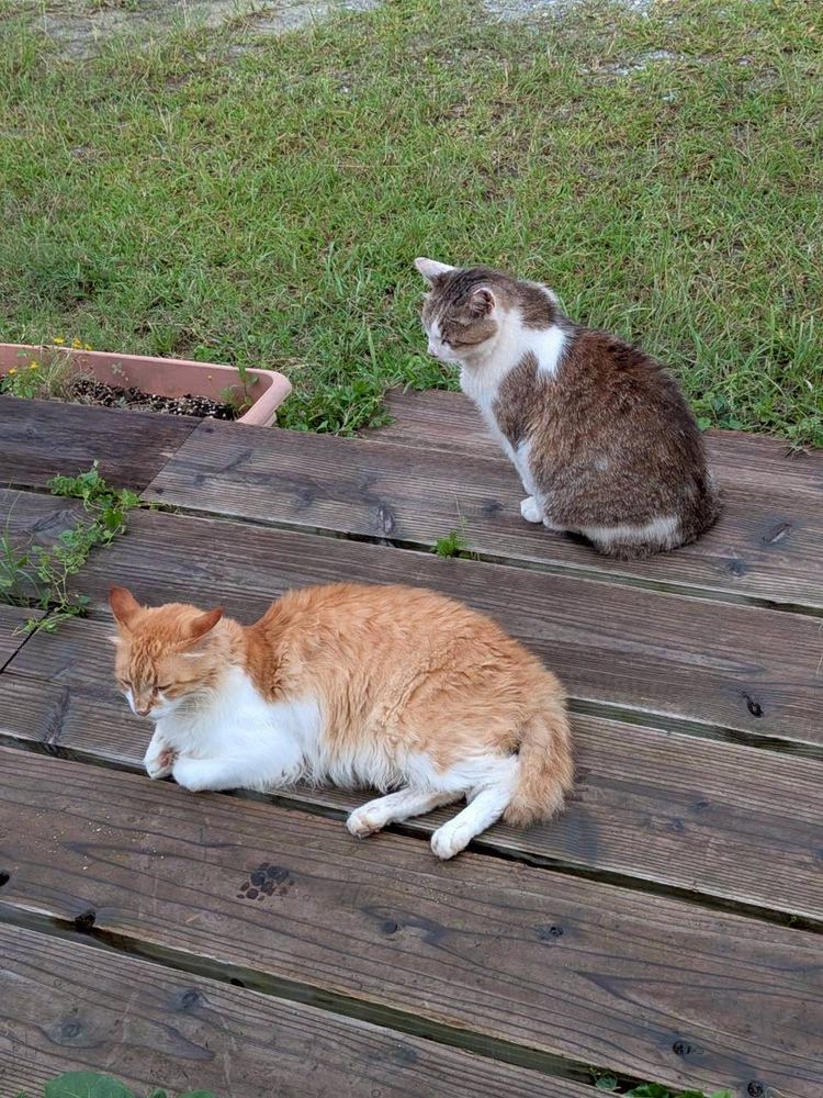 キジ白の子と