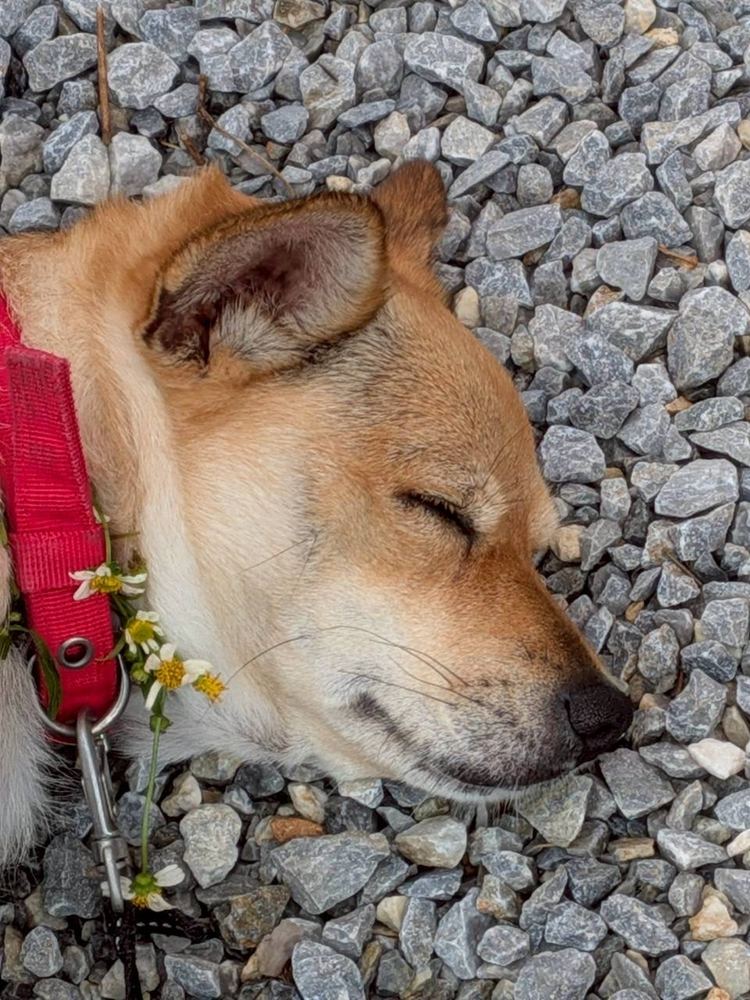 花をつけて、ごろん