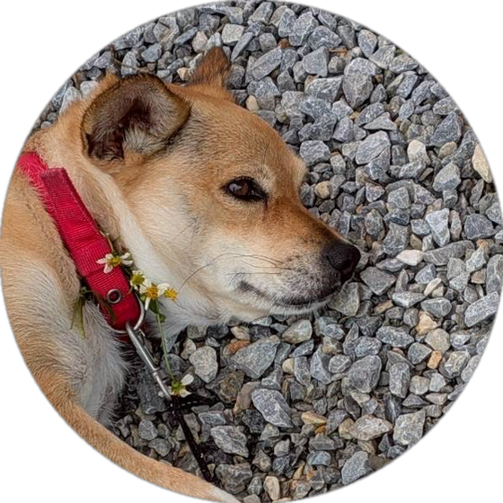 看板犬